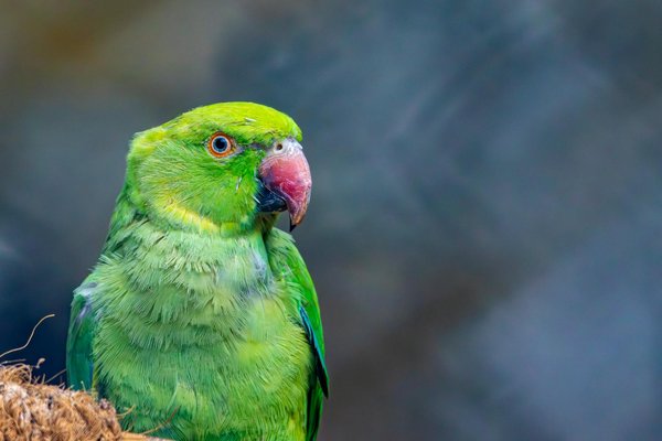 Découvrez les accessoires canins ludiques pour ravir votre chien