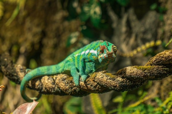 Quels sont les soins à apporter à un caméléon en captivité pour qu'il reste en bonne santé?