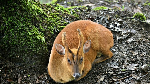 Quelles techniques de dressage sont préconisées pour un muntjac domestique?