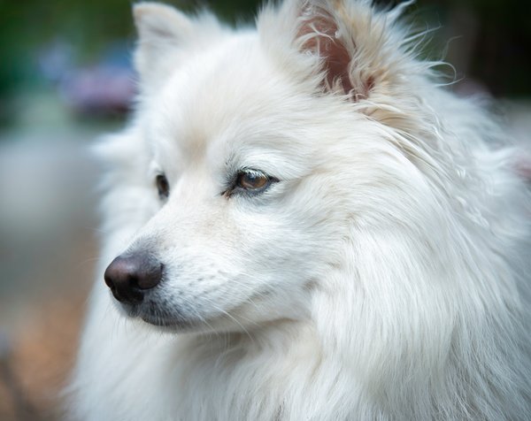 Quelles sont les meilleures pratiques pour l'entraînement au clicker avec un chiot de race Spitz Loup?