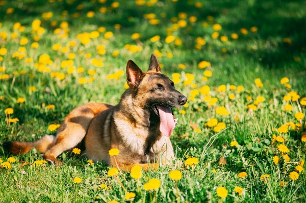 Guide complet pour tout savoir sur les chiens et leur bien-être
