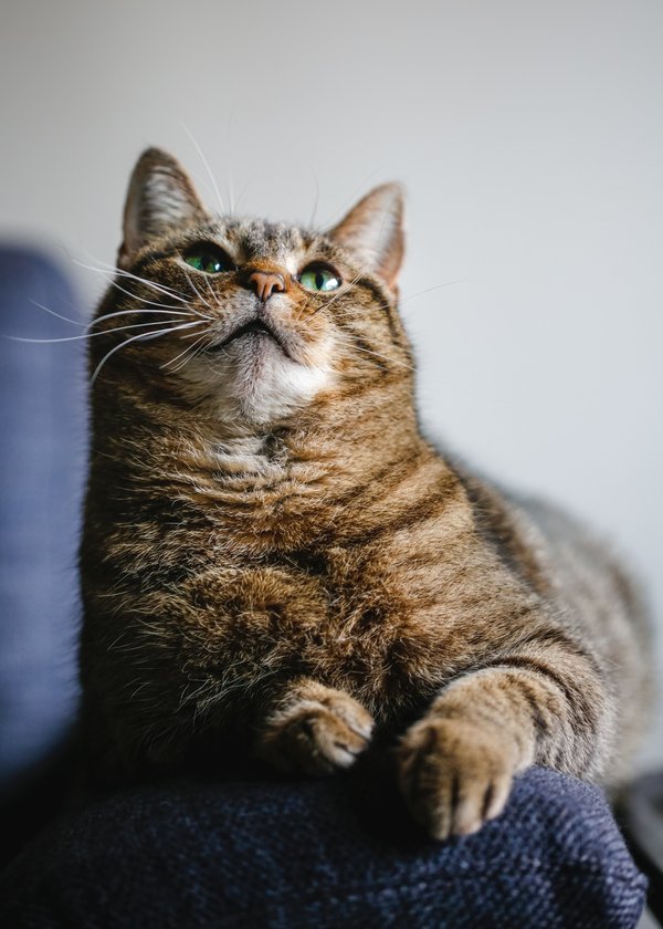 Voyager avec un chat : conseils pour un voyage serein